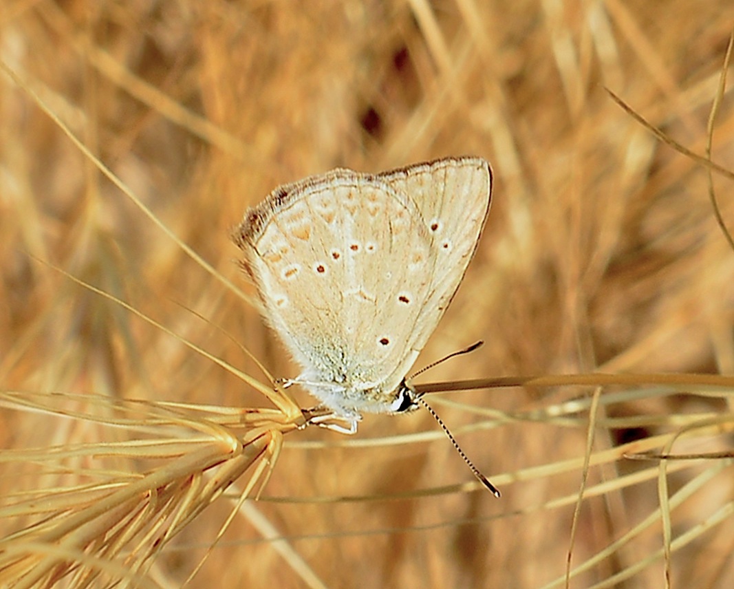 Lycaenidae da determinare